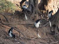 Abyssinian Black-and-White Colobus (Colobus guereza)