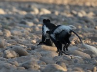 Abyssinian Black-and-White Colobus (Colobus guereza)