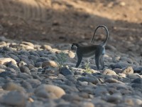 Vervet Monkey (Chlorocebus pygerythrus)