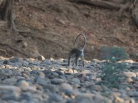 Vervet Monkey (Chlorocebus pygerythrus)