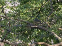 Striated Heron (Butorides striata)