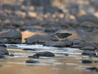 Striated Heron (Butorides striata)