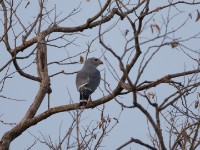 Lizard Buzzard (Kaupifalco monogrammicus)