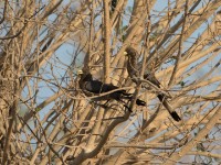 Eastern Plantain-eater (Crinifer zonurus)