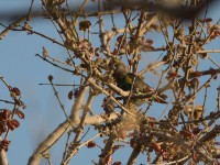 Meyer's Parrot (Poicephalus meyeri)