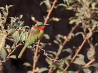 Red-throated Bee-eater (Merops bulocki)