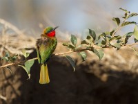 Red-throated Bee-eater (Merops bulocki)