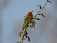 Red-throated Bee-eater (Merops bulocki)