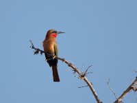 Red-throated Bee-eater (Merops bulocki)