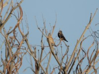 Village Indigobird (Vidua chalybeata)