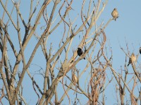 Village Indigobird (Vidua chalybeata)