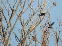 Village Indigobird (Vidua chalybeata)