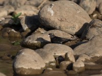 Village Indigobird (Vidua chalybeata)