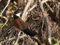 Blue-headed Coucal (Centropus monachus)