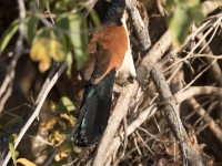 Blue-headed Coucal (Centropus monachus)