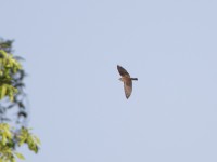 Brown-throated Martin (Riparia paludicola)