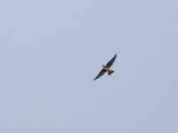 Brown-throated Martin (Riparia paludicola)