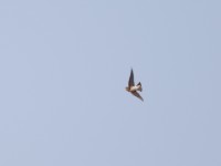 Brown-throated Martin (Riparia paludicola)