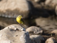 Yellow-fronted Canary (Crithagra mozambica)