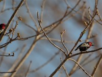 Black-billed Barbet (Lybius guifsobalito)