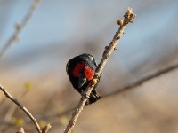 Black-billed Barbet (Lybius guifsobalito)