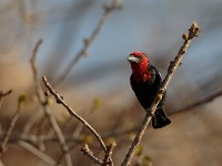 Black-billed Barbet (Lybius guifsobalito)