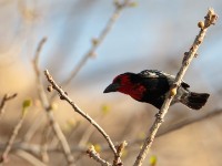 Black-billed Barbet (Lybius guifsobalito)