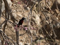 Scarlet-chested Sunbird (Chalcomitra senegalensis)