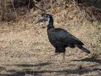 Abyssinian Ground Hornbill (Bucorvus abyssinicus)