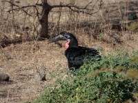 Abyssinian Ground Hornbill (Bucorvus abyssinicus)