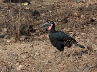 Abyssinian Ground Hornbill (Bucorvus abyssinicus)