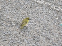 Baglafecht Weaver (Ploceus baglafecht emini)