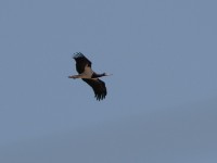 Abdim's Stork (Ciconia abdimii)