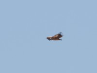 White-backed Vulture (Gyps africanus)