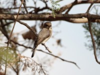 African Grey Flycatcher (Melaenornis microrhynchus pumilus)