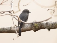 Abyssinian Slaty Flycatcher (Melaenornis chocolatinus chocolatinus)