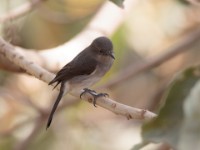 Abyssinian Slaty Flycatcher (Melaenornis chocolatinus chocolatinus)