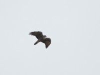 Ayres's Hawk-Eagle (Hieraaetus ayresii)