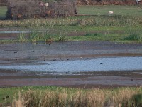 Haboshe Pond