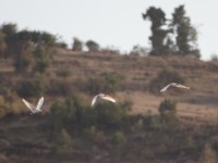 African Spoonbill (Platalea alba)