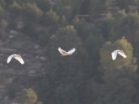 African Spoonbill (Platalea alba)