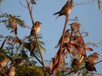 Chestnut Weaver (Ploceus rubiginosus rubiginosus)