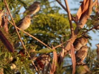 Chestnut Weaver (Ploceus rubiginosus rubiginosus)