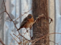 Chestnut Weaver (Ploceus rubiginosus rubiginosus)