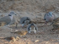 Mourning Collared Dove (Streptopelia decipiens decipiens)