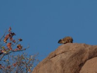 Rock Hyrax (Procavia capensis)