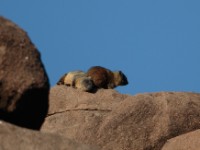 Rock Hyrax (Procavia capensis)