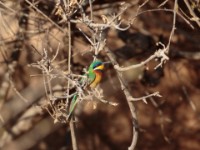 Blue-breasted Bee-eater (Merops variegatus lafresnayii)