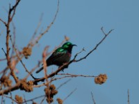 Marico Sunbird (Cinnyris mariquensis osiris)