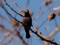 Marico Sunbird (Cinnyris mariquensis osiris)